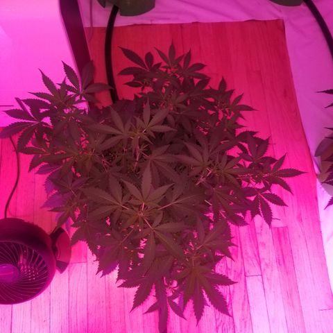 Kracken #1 growlog timeline photo