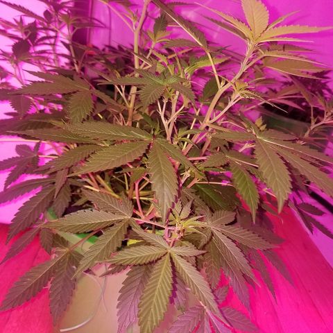 Kracken #1 growlog timeline photo