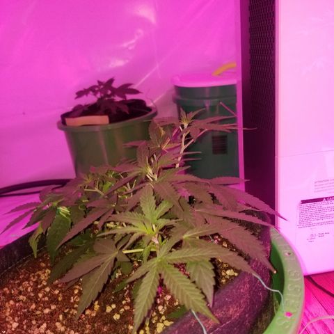 Bam Bam #3 growlog timeline photo