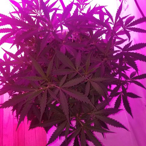 Kracken #2 growlog timeline photo