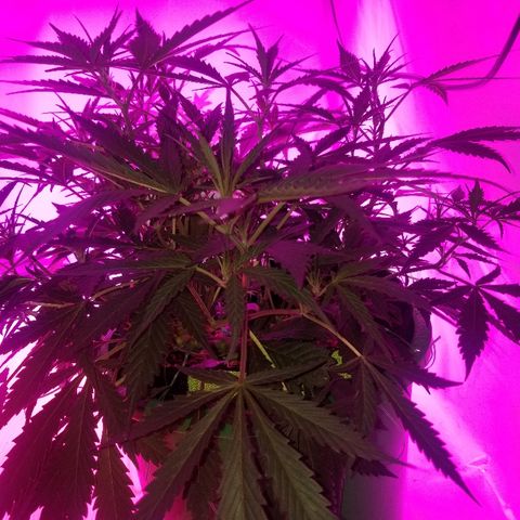 Kracken #2 growlog timeline photo