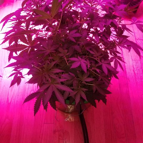 Bitchen Camaro  growlog timeline photo