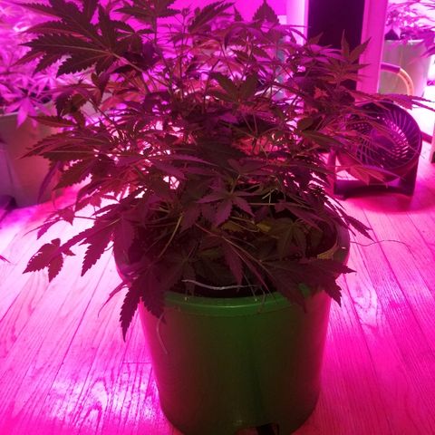 Bitchen Camaro  growlog timeline photo