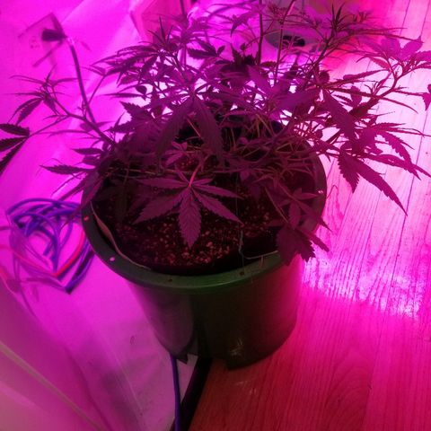 White widow  #1 growlog timeline photo