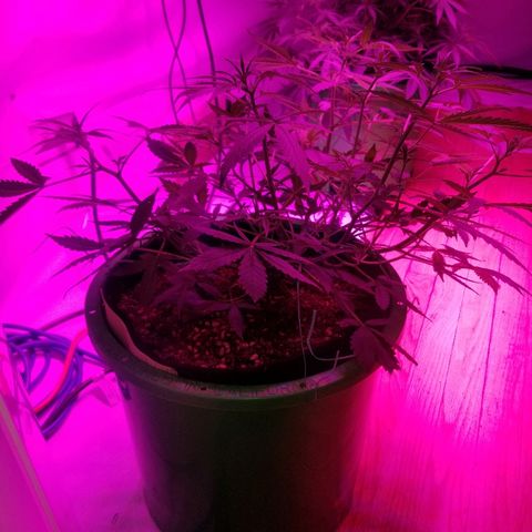 White widow  #1 growlog timeline photo
