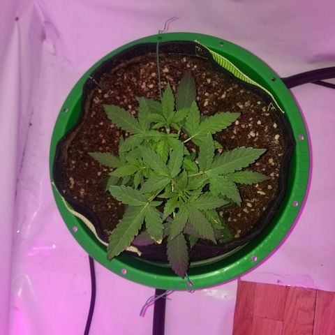 Bam Bam #1 growlog timeline photo