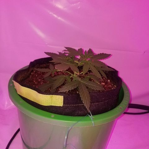 Bam Bam #1 growlog timeline photo