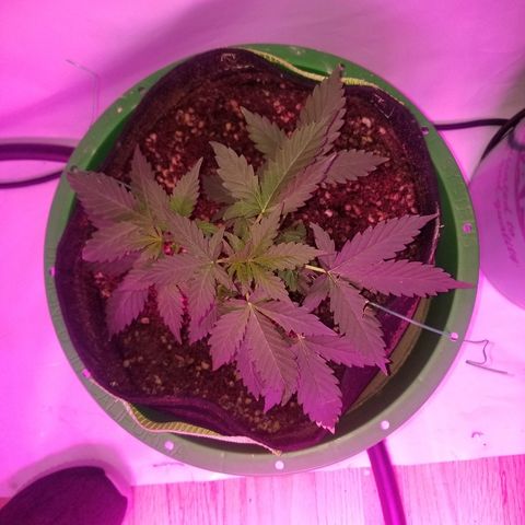 Bam Bam #2 growlog timeline photo