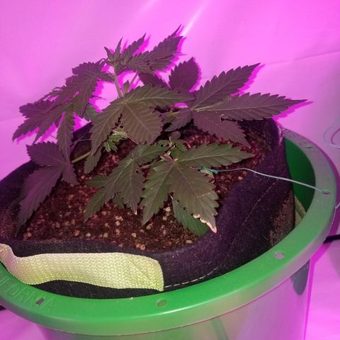 Bam Bam #2 growlog timeline photo