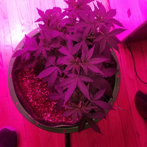 Bam Bam #3 growlog timeline photo