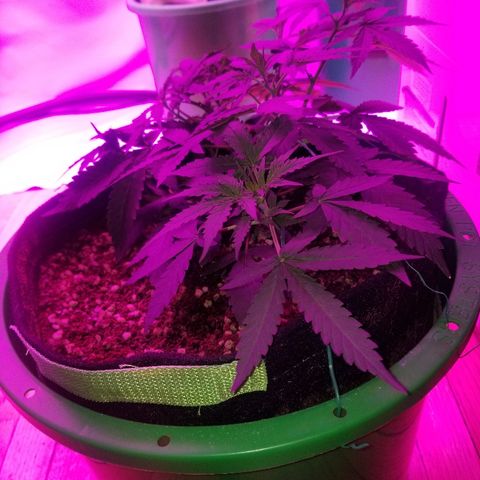 Bam Bam #3 growlog timeline photo