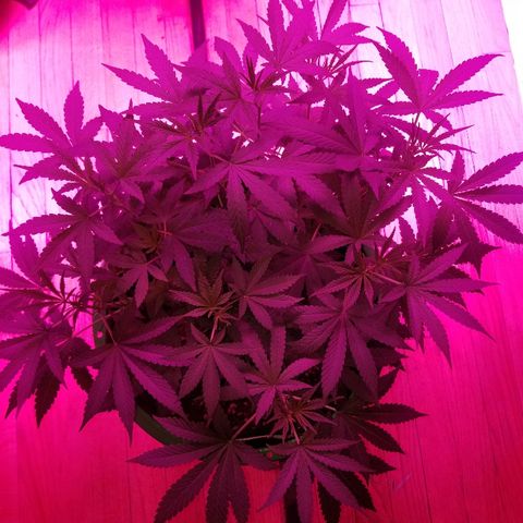 Bubblegum breath  #1 growlog timeline photo