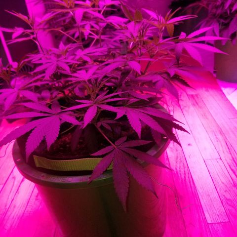 Bubblegum breath  #1 growlog timeline photo