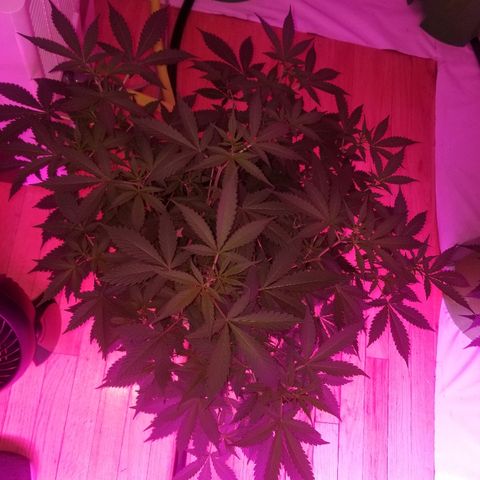 Kracken #1 growlog timeline photo