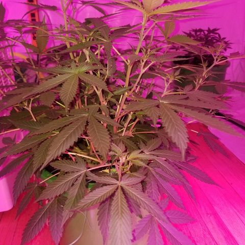 Kracken #1 growlog timeline photo