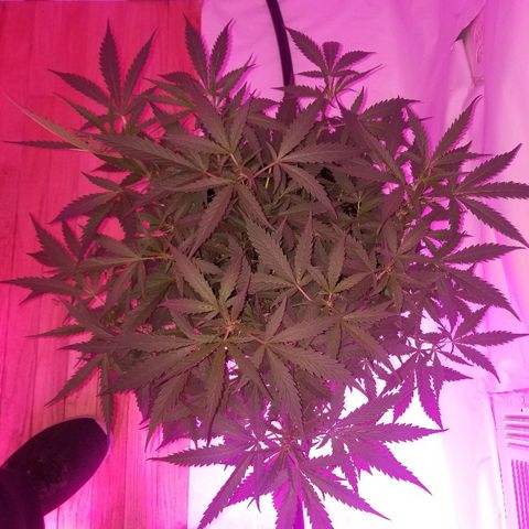 Kracken #2 growlog timeline photo