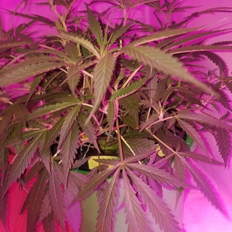 Kracken #2 growlog timeline photo