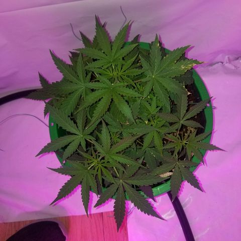 Do Si Dos Auto growlog timeline photo