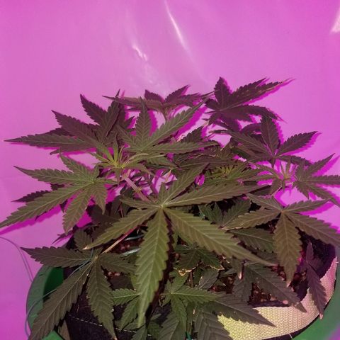 Do Si Dos Auto growlog timeline photo