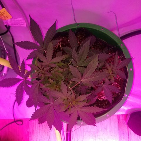 G14 #1 growlog timeline photo