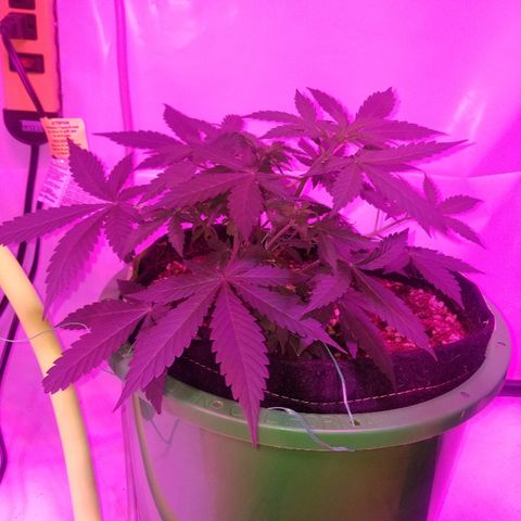 G14 #1 growlog timeline photo