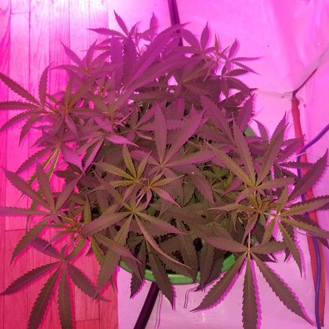 Bubblegum breath  #2 growlog timeline photo