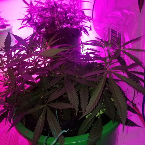 Bubblegum breath  #2 growlog timeline photo