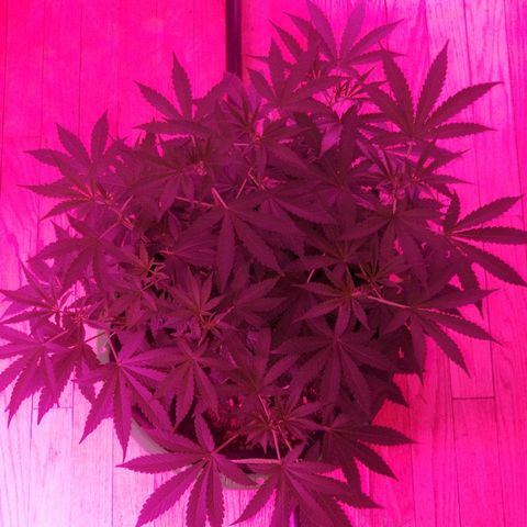Bubblegum breath  #1 growlog timeline photo
