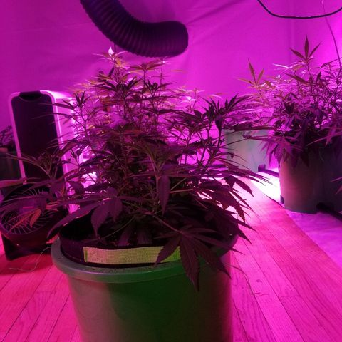 Bubblegum breath  #1 growlog timeline photo