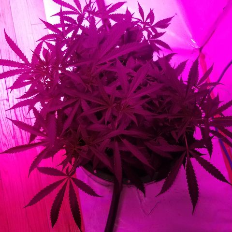 Bubblegum breath  #2 growlog timeline photo