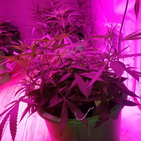 Bubblegum breath  #2 growlog timeline photo