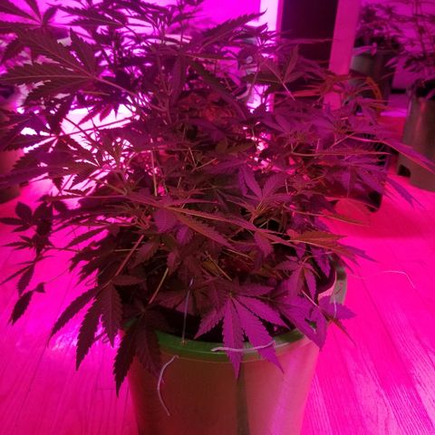 Bitchen Camaro  growlog timeline photo