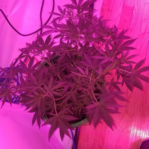 White widow  #1 growlog timeline photo