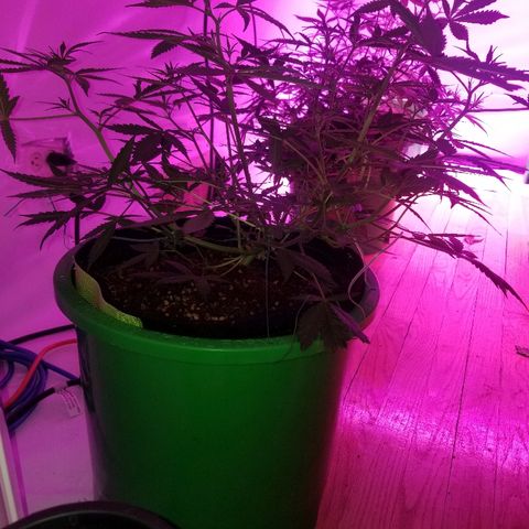 White widow  #1 growlog timeline photo