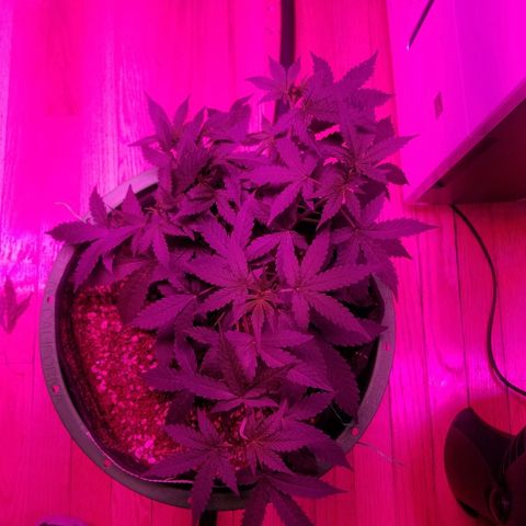 Bam Bam #3 growlog timeline photo