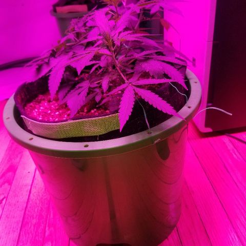 Bam Bam #3 growlog timeline photo