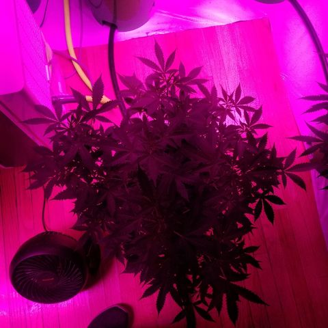 Kracken #1 growlog timeline photo