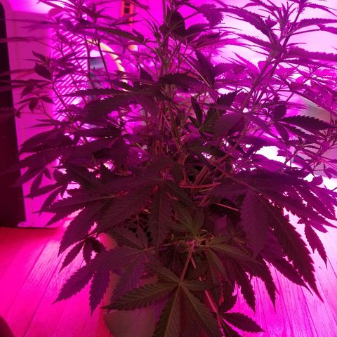 Kracken #1 growlog timeline photo