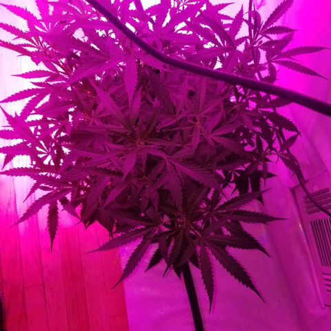 Kracken #2 growlog timeline photo