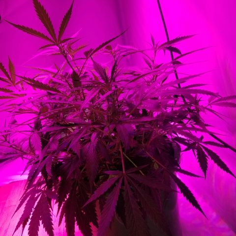 Kracken #2 growlog timeline photo