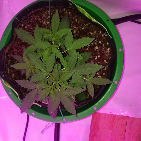 Bam Bam #1 growlog timeline photo