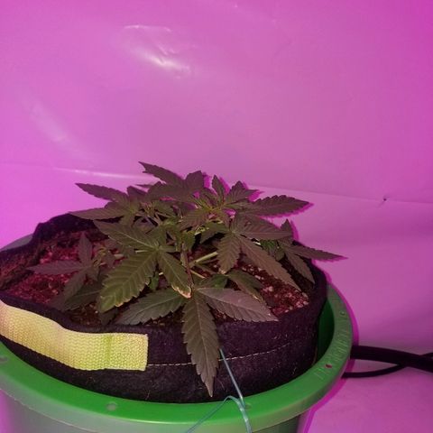 Bam Bam #1 growlog timeline photo