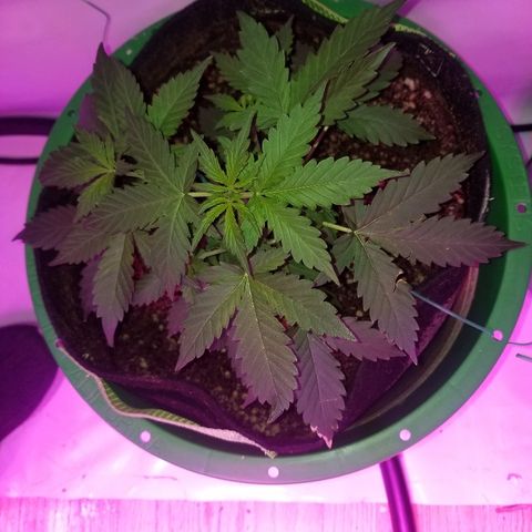 Bam Bam #2 growlog timeline photo