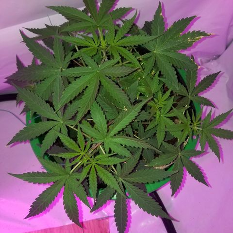 Do Si Dos Auto growlog timeline photo