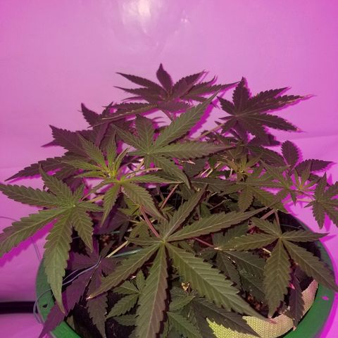 Do Si Dos Auto growlog timeline photo