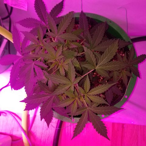 G14 #1 growlog timeline photo