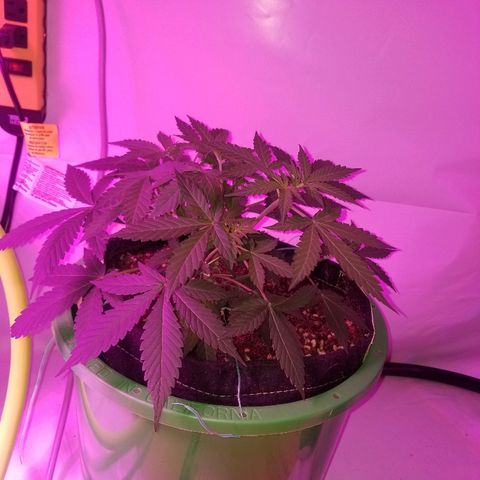 G14 #1 growlog timeline photo