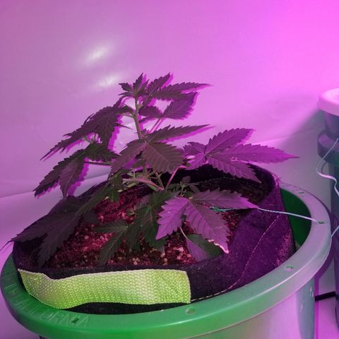 Bam Bam #2 growlog timeline photo