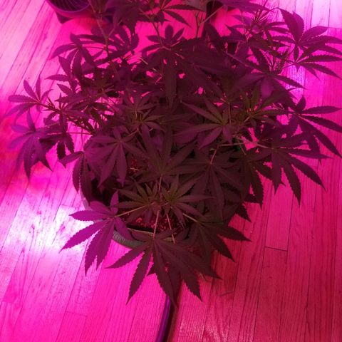 Bubblegum breath  #1 growlog timeline photo