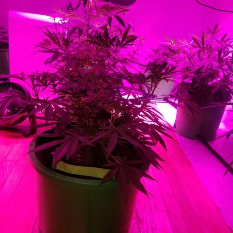 Bubblegum breath  #1 growlog timeline photo